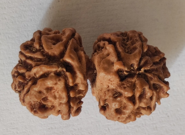 Natural Rudraksha &amp; Certified Gemstones Shop Near Me
