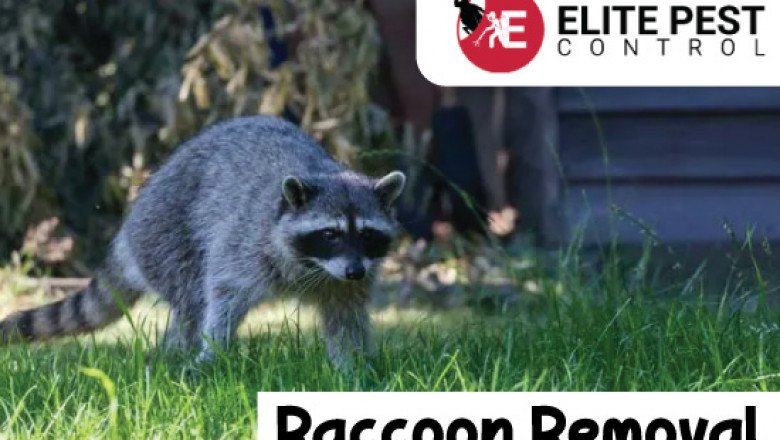 Raccoon Removal Company in Atlanta GA