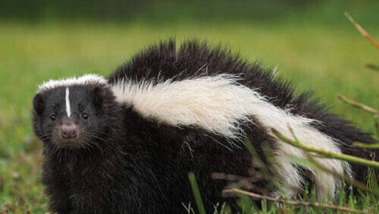 Skunk Removal Service in Clearwater, Florida
